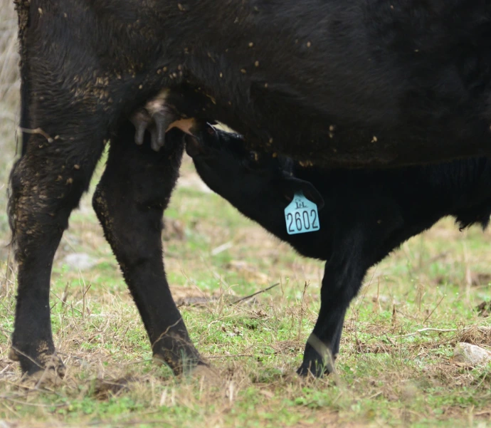 Engraved Ritchey Cattle Tag